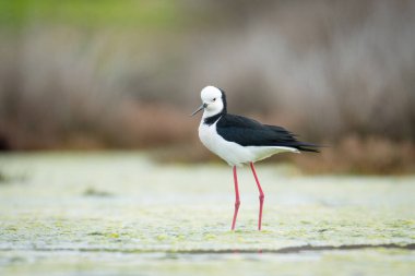 Close up of Pied stilt or Poaka wading in lake margins