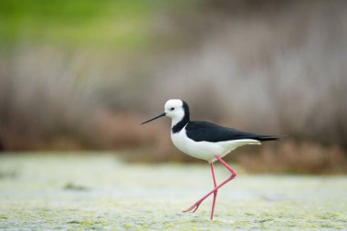 Close up of Pied stilt or Poaka wading in lake margins