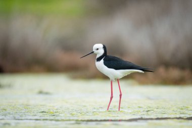 Close up of Pied stilt or Poaka wading in lake margins