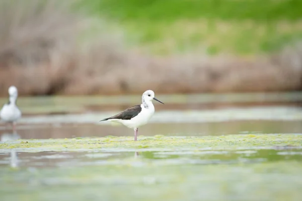 Close up of Pied stilt or Poaka wading in lake margins