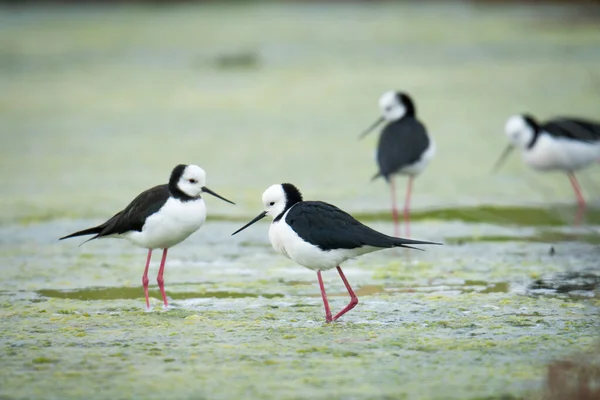 Close up of Pied stilt or Poaka wading in lake margins