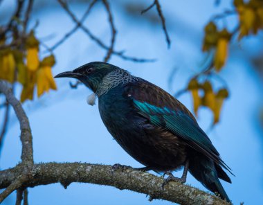 Tui kuşu çiçek açan kowhai ağacına tünedi.