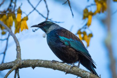 Tui kuşu çiçek açan kowhai ağacına tünedi.
