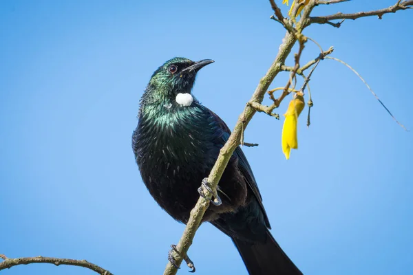 Tui kuşu çiçek açan kowhai ağacına tünedi.