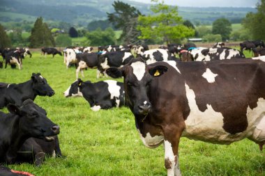 Frizya ve Frizya çapraz süt inekleri sürüsü yeşil çimlerde otluyor.