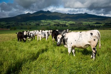 Benekli park sığırı sürüsü yemyeşil çimlerde otluyor.