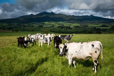 Benekli park sığırı sürüsü yemyeşil çimlerde otluyor.