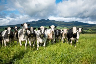 Benekli park sığırı sürüsü yemyeşil çimlerde otluyor.