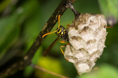 Yuvasını koruyan bir eşek arısı kraliçesine yaklaş.