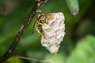 Yuvasını koruyan bir eşek arısı kraliçesine yaklaş.