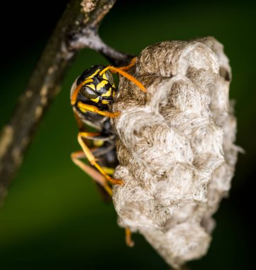 Yuvasını koruyan bir eşek arısı kraliçesine yaklaş.