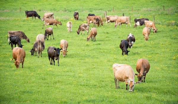 Jersey ve Jersey sürüleri yeşil çimlerde otlayan süt inekleri