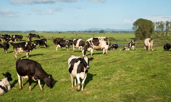Frizya ve Frizya çapraz süt inekleri sürüsü yeşil çimlerde otluyor.