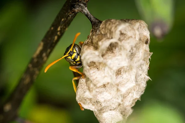Yuvasını koruyan bir eşek arısı kraliçesine yaklaş.