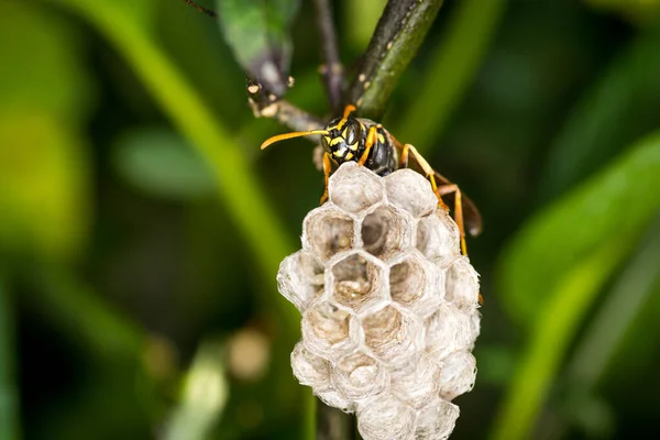 Yuvasını koruyan bir eşek arısı kraliçesine yaklaş.