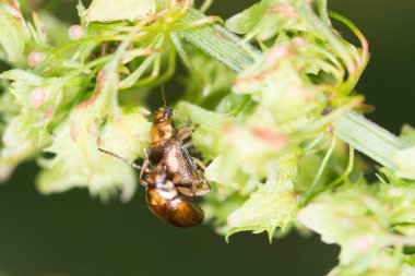 Bir çift Eucolaspis brunnea ya da bronz böceği Yeni Zelanda 'ya özgü.