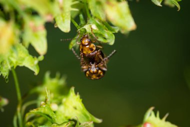 Bir çift Eucolaspis brunnea ya da bronz böceği Yeni Zelanda 'ya özgü.