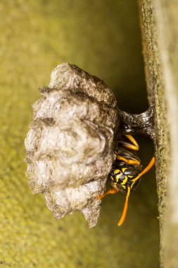 Yuvasını koruyan bir eşek arısı kraliçesine yaklaş.