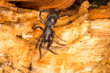 Beyaz kuyruklu örümceğe yaklaş