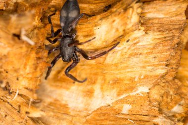 Beyaz kuyruklu örümceğe yaklaş