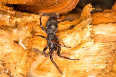 Beyaz kuyruklu örümceğe yaklaş