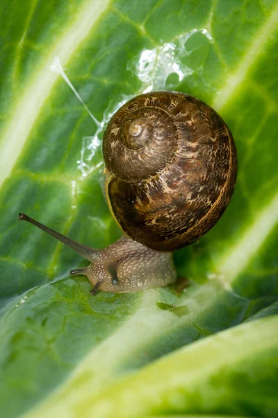 Lahana yaprağı boyunca sürünen bir salyangozun yakınına.
