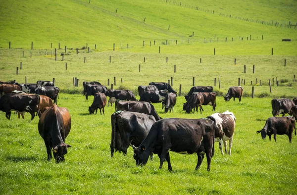 Frizya ve Jersey sığır sürüsü yeşil çimlerde otlayan süt inekleri