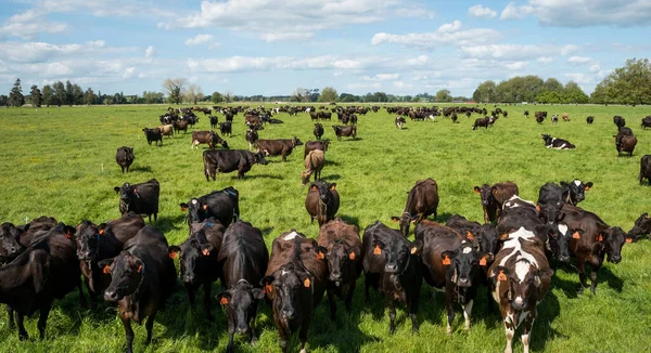 Frizya ve Jersey sığır sürüsü yeşil çimlerde otlayan süt inekleri