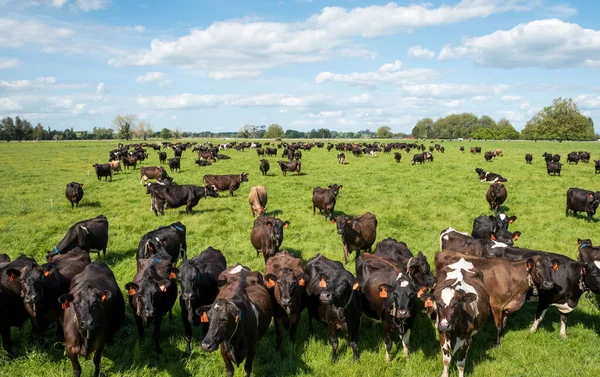 Frizya ve Jersey sığır sürüsü yeşil çimlerde otlayan süt inekleri