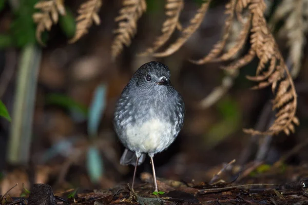 Yeni Zelanda yerlisi Bush Robin 'e yakın durun.