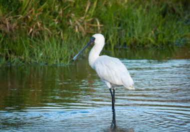 Royal Spoonbill ya da Ktuku ngutupapa 'nın gelgit haliçlerinde yüzen yakın çekimi