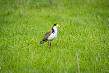 Kanatlı bir karaya ya da yeşil bir çayırda maskeli bir kanada yakın durun.