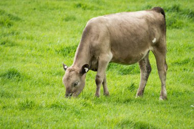 Murray Grey 'in yeşil çimenlikte otlayan sığırlarının yakınına.
