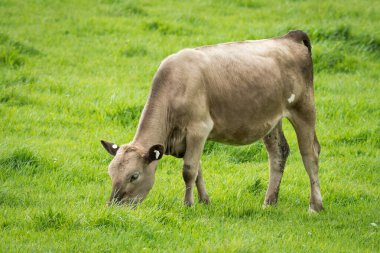 Murray Grey 'in yeşil çimenlikte otlayan sığırlarının yakınına.