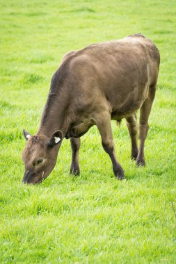 Murray Grey 'in yeşil çimenlikte otlayan sığırlarının yakınına.