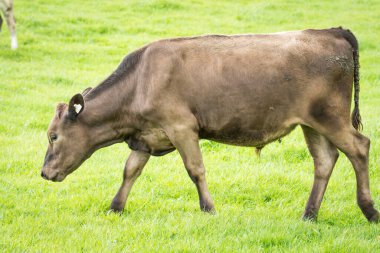 Murray Grey 'in yeşil çimenlikte otlayan sığırlarının yakınına.