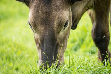 Murray Grey 'in yeşil çimenlikte otlayan sığırlarının yakınına.