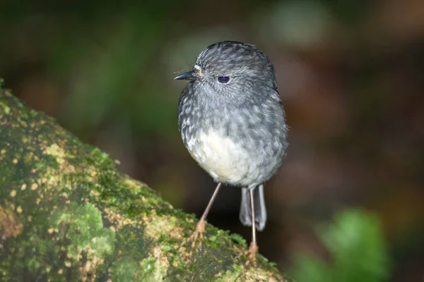 Yeni Zelanda yerlisi Bush Robin 'e yakın durun.