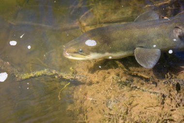 Yeni Zelandalı bir yılanbalığının kıyıya yakın nehirde yüzmesi.