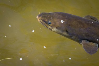 Yeni Zelandalı bir yılanbalığının kıyıya yakın nehirde yüzmesi.