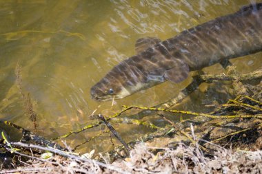 Yeni Zelandalı bir yılanbalığının kıyıya yakın nehirde yüzmesi.