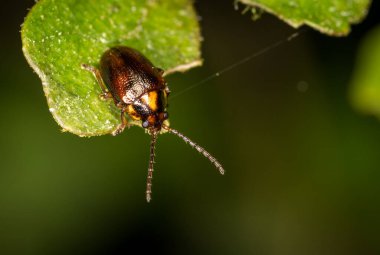 Eucolaspis brunnea ya da Yeni Zelanda 'ya özgü bronz bir böcek.