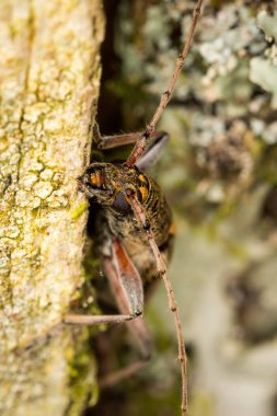 Yeni Zelanda 'ya özgü limon ağacı sıkma böceğine yakın.