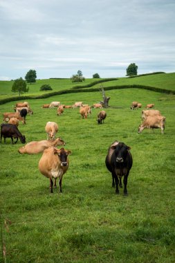 Jersey ve Jersey sürüleri yeşil çimlerde otlayan süt inekleri