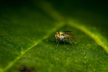 Metalik yeşil, parlak renkli, uzun bacaklı bir sineğe yaklaş.