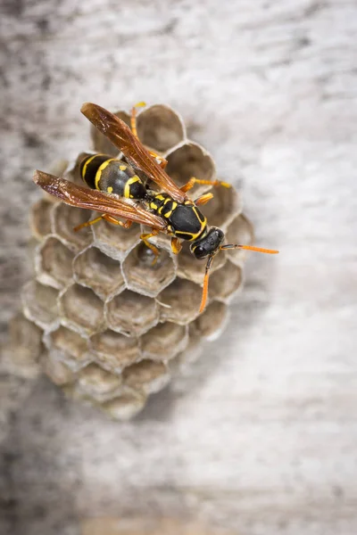 Yuvasını koruyan bir eşek arısı kraliçesine yaklaş.