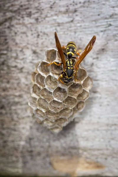 Yuvasını koruyan bir eşek arısı kraliçesine yaklaş.