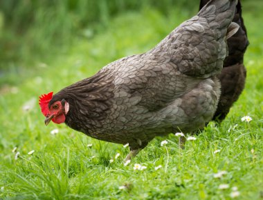 Yeşil çimenlikte avlanan tavuklara yaklaş.