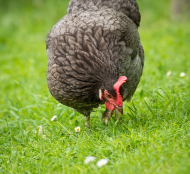 Yeşil çimenlikte avlanan tavuklara yaklaş.