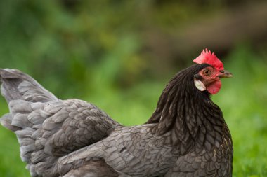 Yeşil çimenlikte avlanan tavuklara yaklaş.